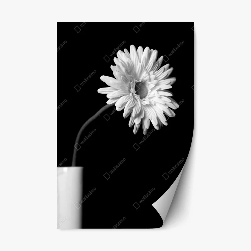 Naklejka repozycjonowalna biała gerbera na czarnym tle