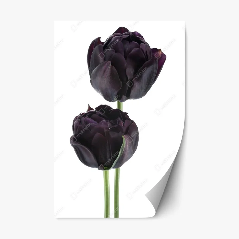 Naklejka repozycjonowalna ciemne fioletowe tulipany na białym tle