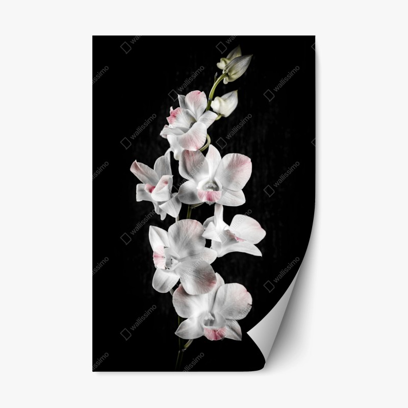 Naklejka repozycjonowalna biały i różowy storczyk na czarnym tle