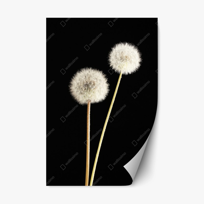 Naklejka repozycjonowalna delikatne dmuchawce na czarnym tle