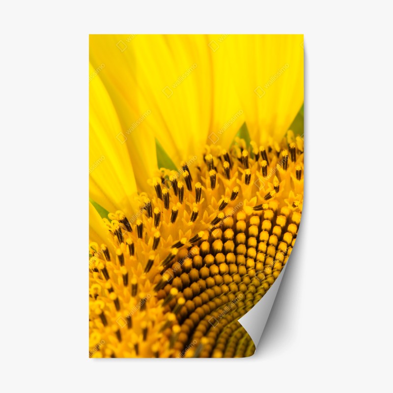 Naklejka repozycjonowalna złoty słonecznik zbliżenie