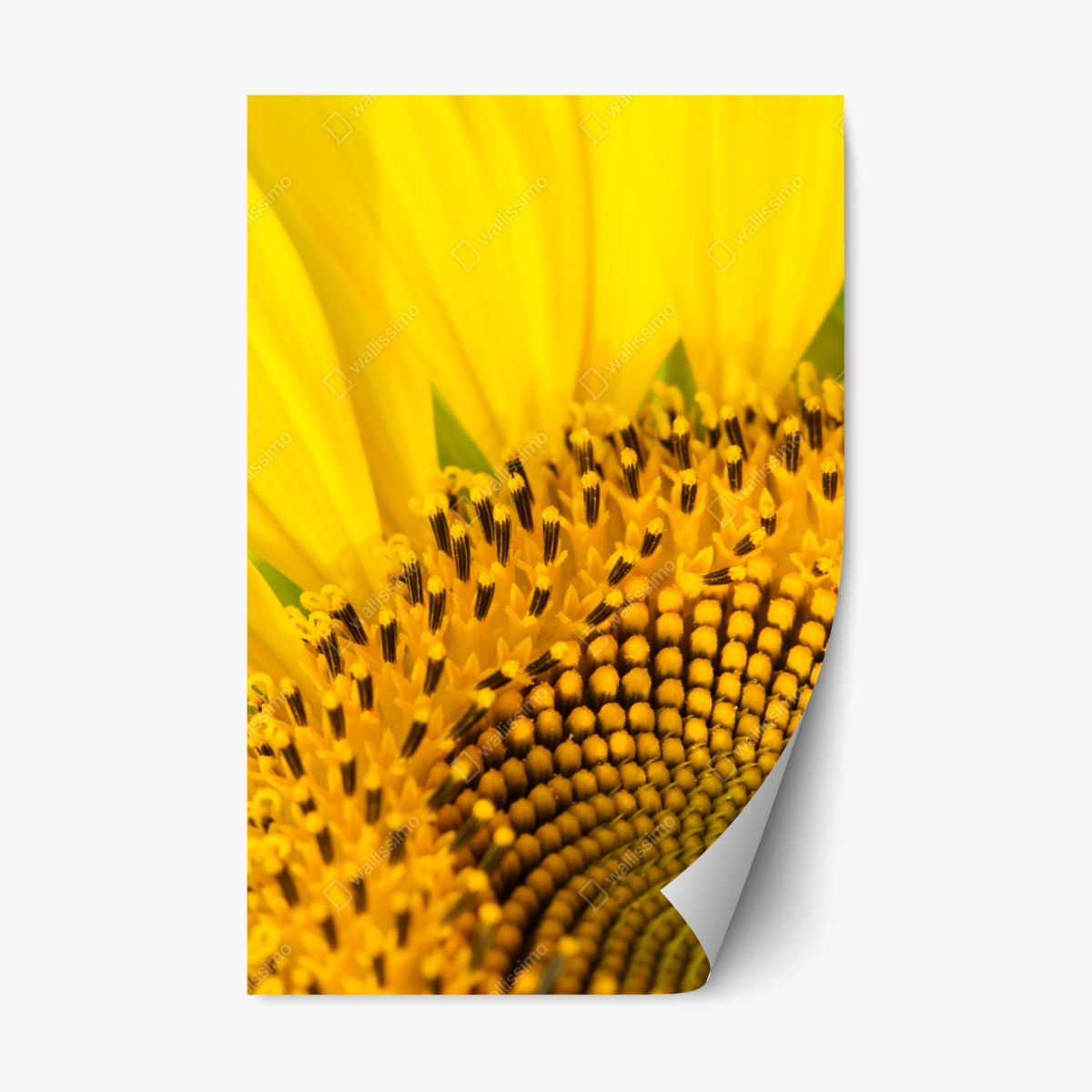Naklejka repozycjonowalna złoty słonecznik zbliżenie – Wallissimo®