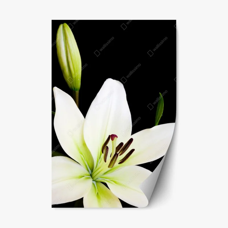 Naklejka repozycjonowalna biała lilia na czarnym tle