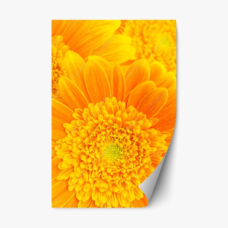 Naklejka repozycjonowalna intensywny pomarańczowy kwiat gerbery z bliska
