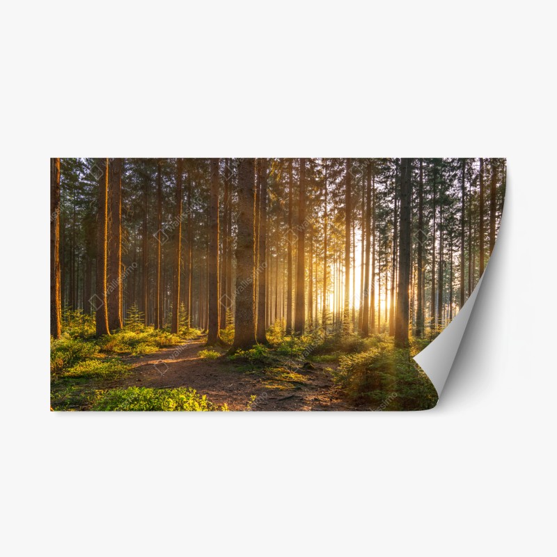 Naklejka repozycjonowalna słoneczny las o poranku