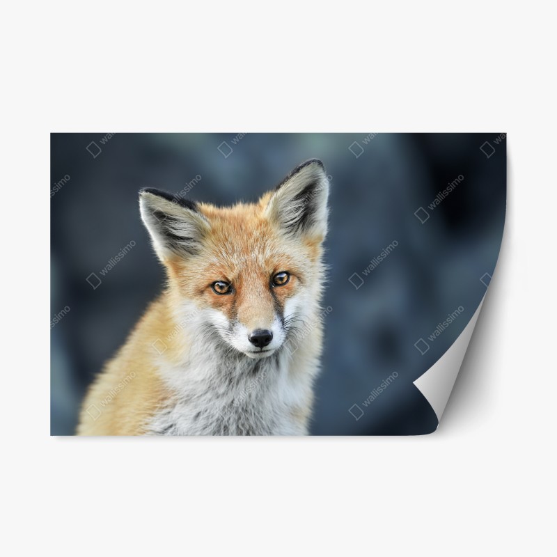 Naklejka repozycjonowalna portret czerwonego lisa