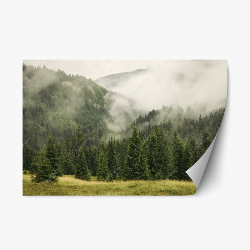 Naklejka repozycjonowalna mglisty las iglasty