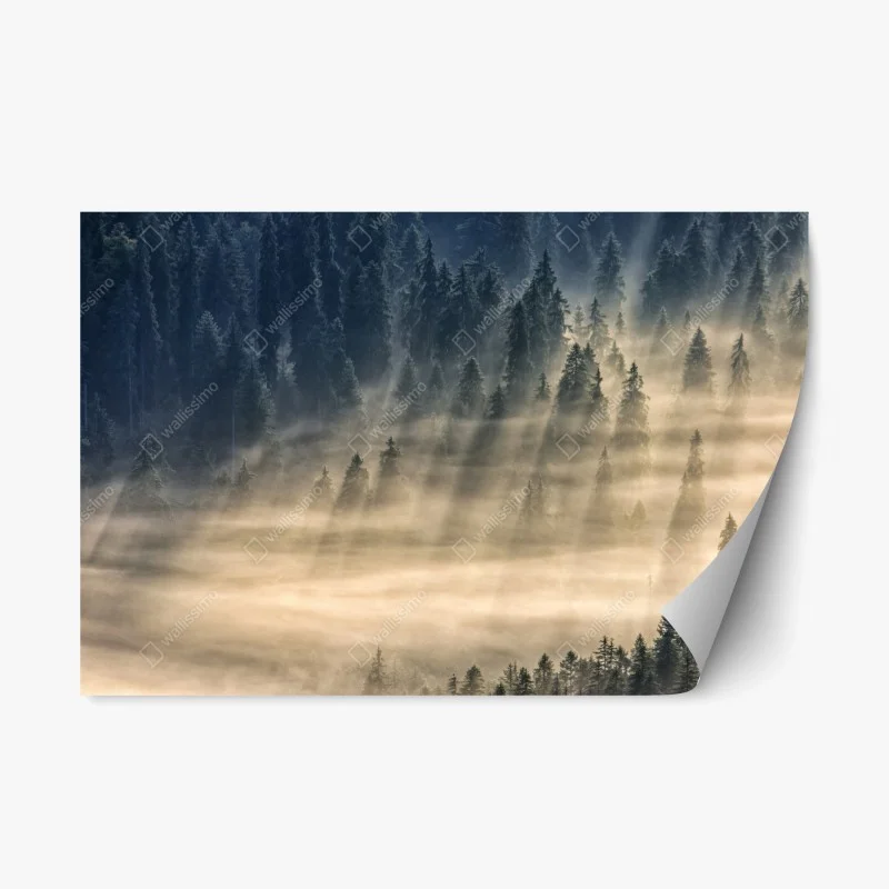 Naklejka repozycjonowalna mglisty las świerkowy w promieniach słońca