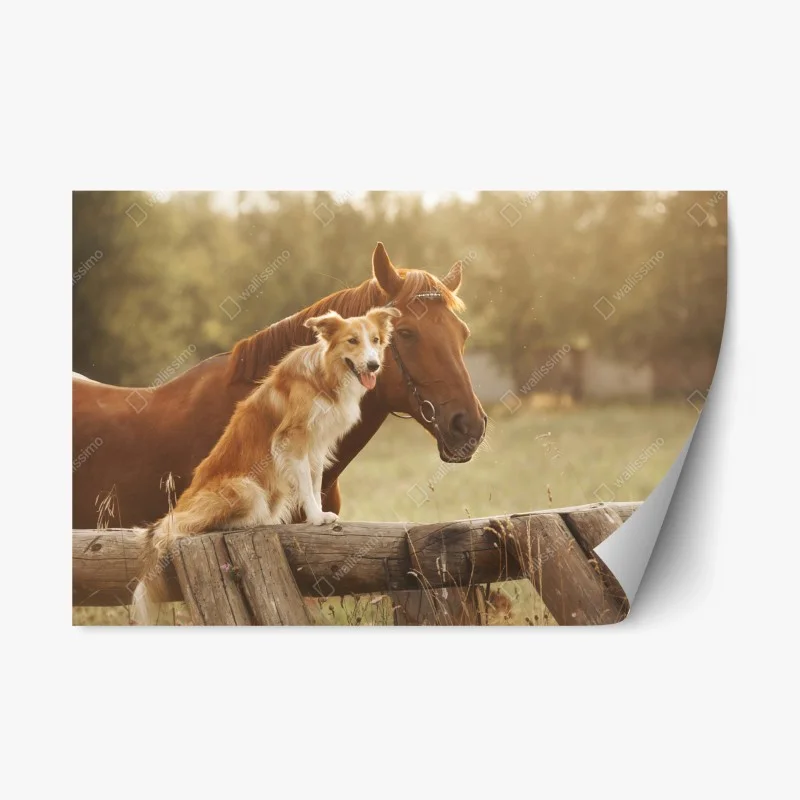 Naklejka repozycjonowalna słoneczni towarzysze: pies i koń