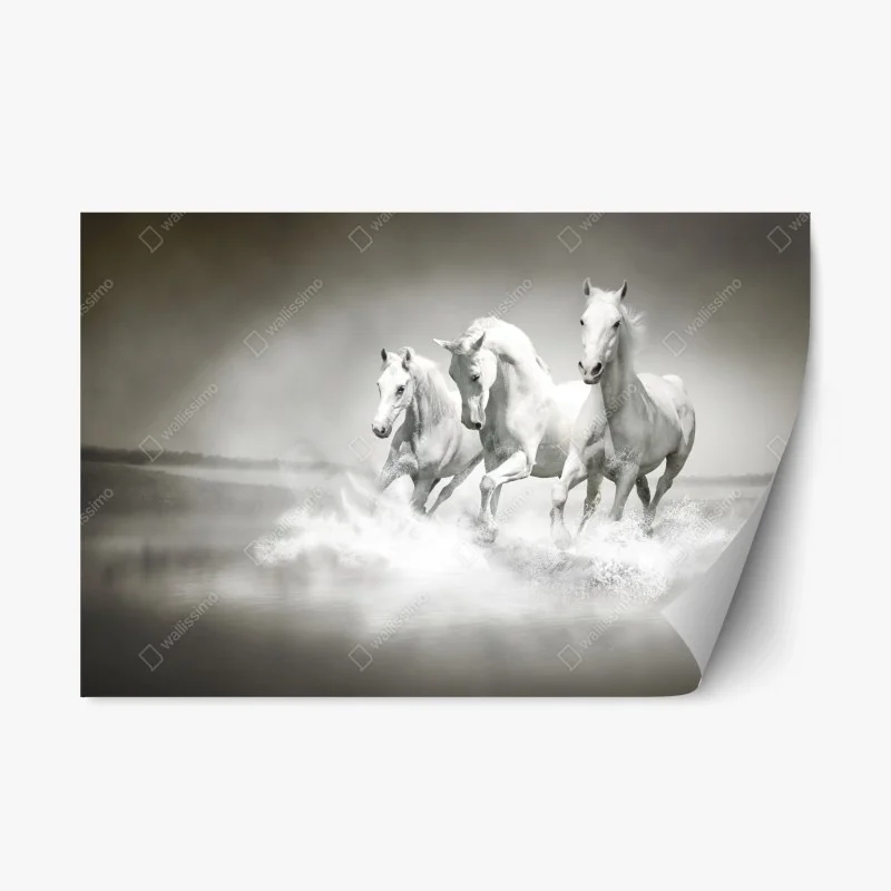 Naklejka repozycjonowalna trzy białe konie galopujące przez wodę