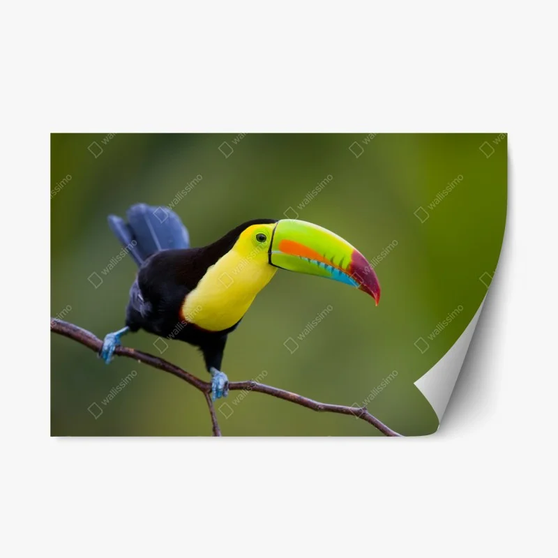 Naklejka repozycjonowalna żywy portret tukana