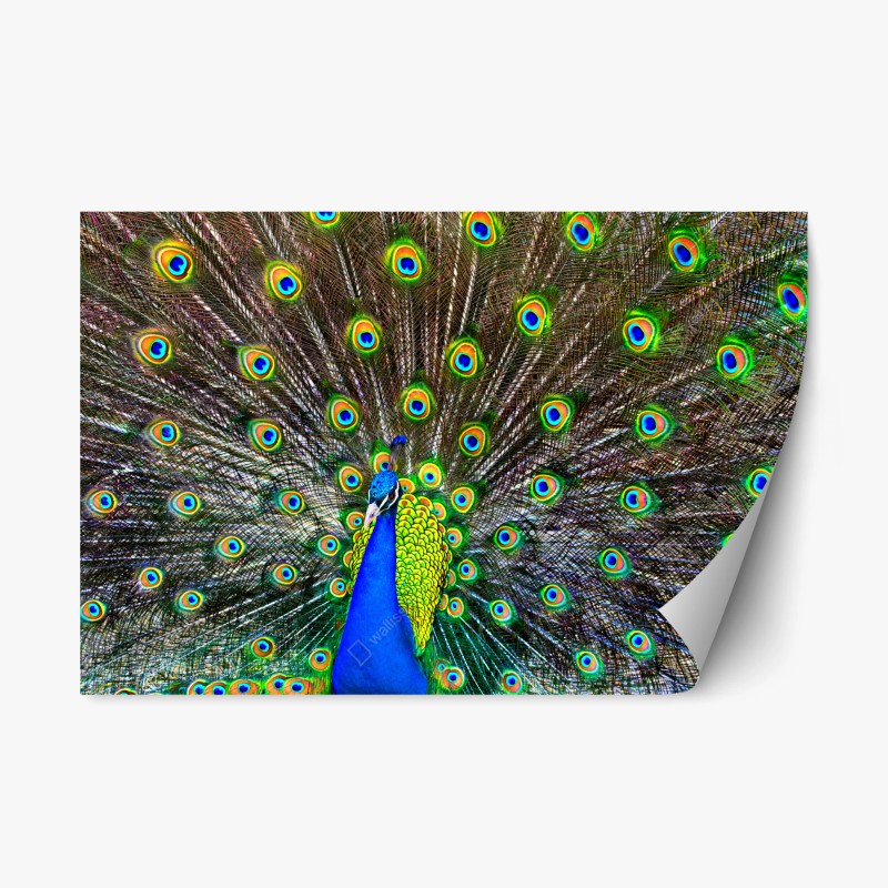 Naklejka repozycjonowalna żywy wachlarz pawich piór