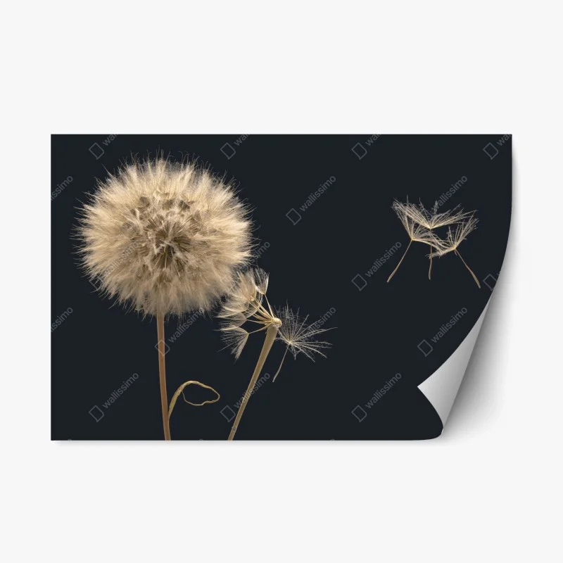 Naklejka repozycjonowalna delikatny dmuchawiec na ciemnym tle