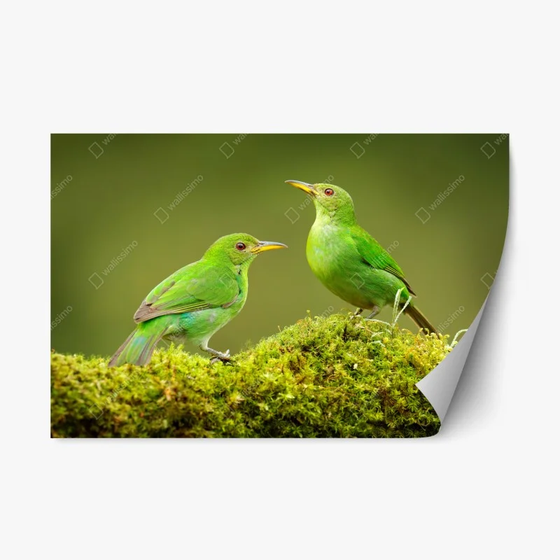 Naklejka repozycjonowalna intensywne zielone miodojady na mchu