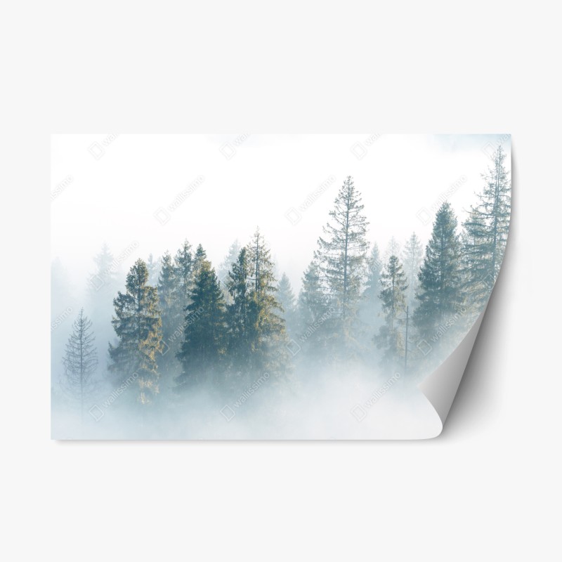 Naklejka repozycjonowalna mglisty las świerków o poranku