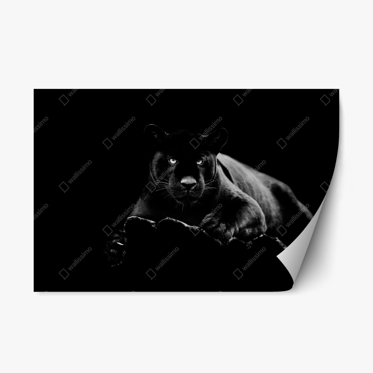 Naklejka repozycjonowalna majestatyczny portret czarnej pantery – Wallissimo®