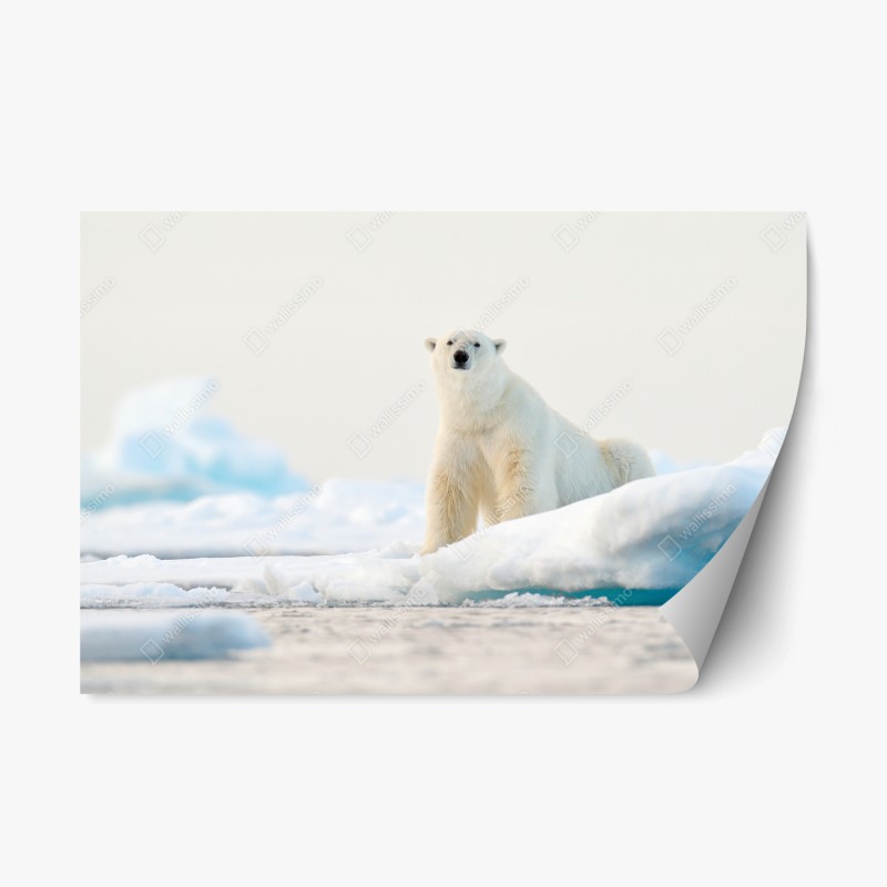 Naklejka repozycjonowalna niedźwiedź polarny na lodzie, Svalbard