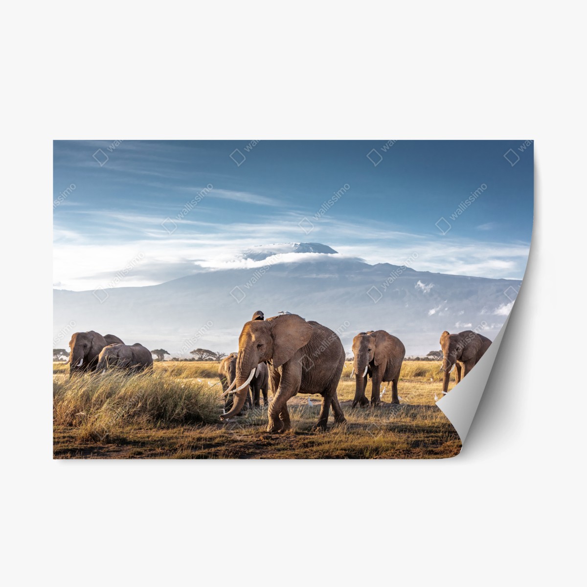 Naklejka repozycjonowalna stado słoni przed Kilimandżaro – Wallissimo®