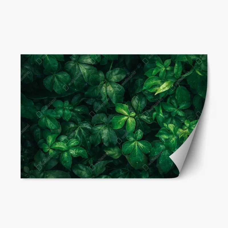 Naklejka repozycjonowalna bujne tropikalne zielone liście