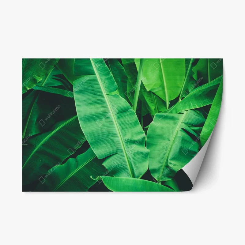 Naklejka repozycjonowalna tropikalne liście bananowca