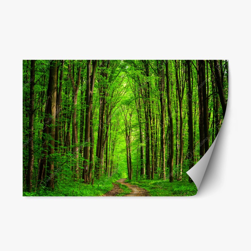 Naklejka repozycjonowalna bujna zielona leśna ścieżka
