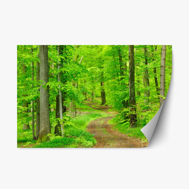Naklejka repozycjonowalna spokojna leśna ścieżka wiosną
