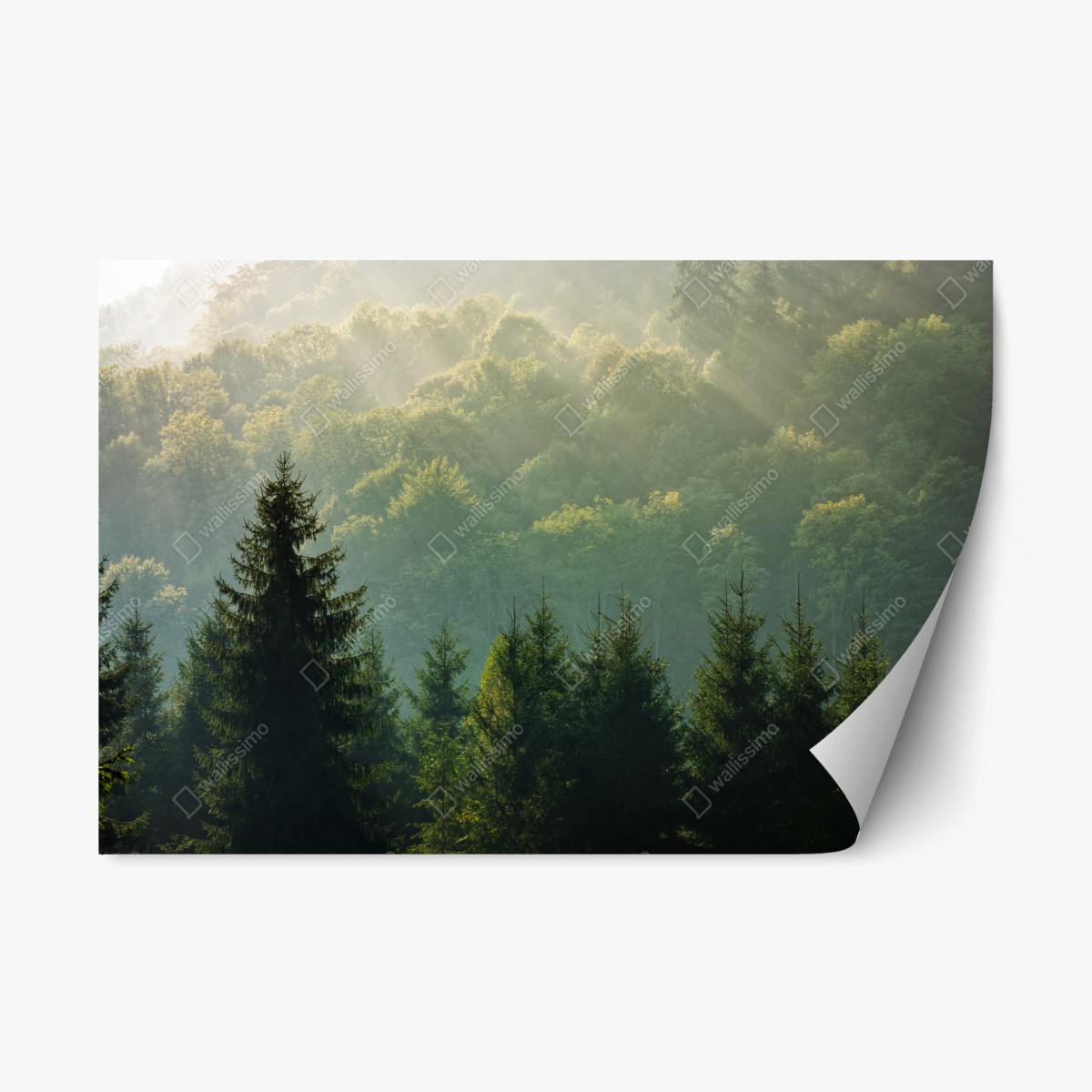 Naklejka repozycjonowalna mglisty las świerkowy w Karpatach o wschodzie słońca – Wallissimo®