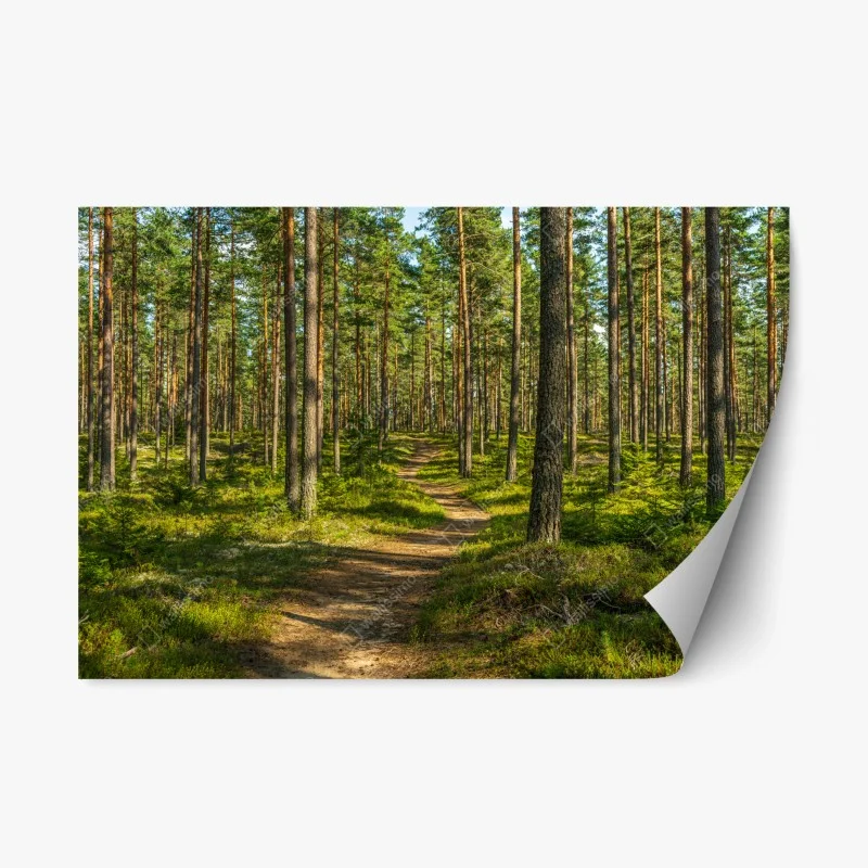 Naklejka repozycjonowalna słoneczna ścieżka w lesie sosnowym