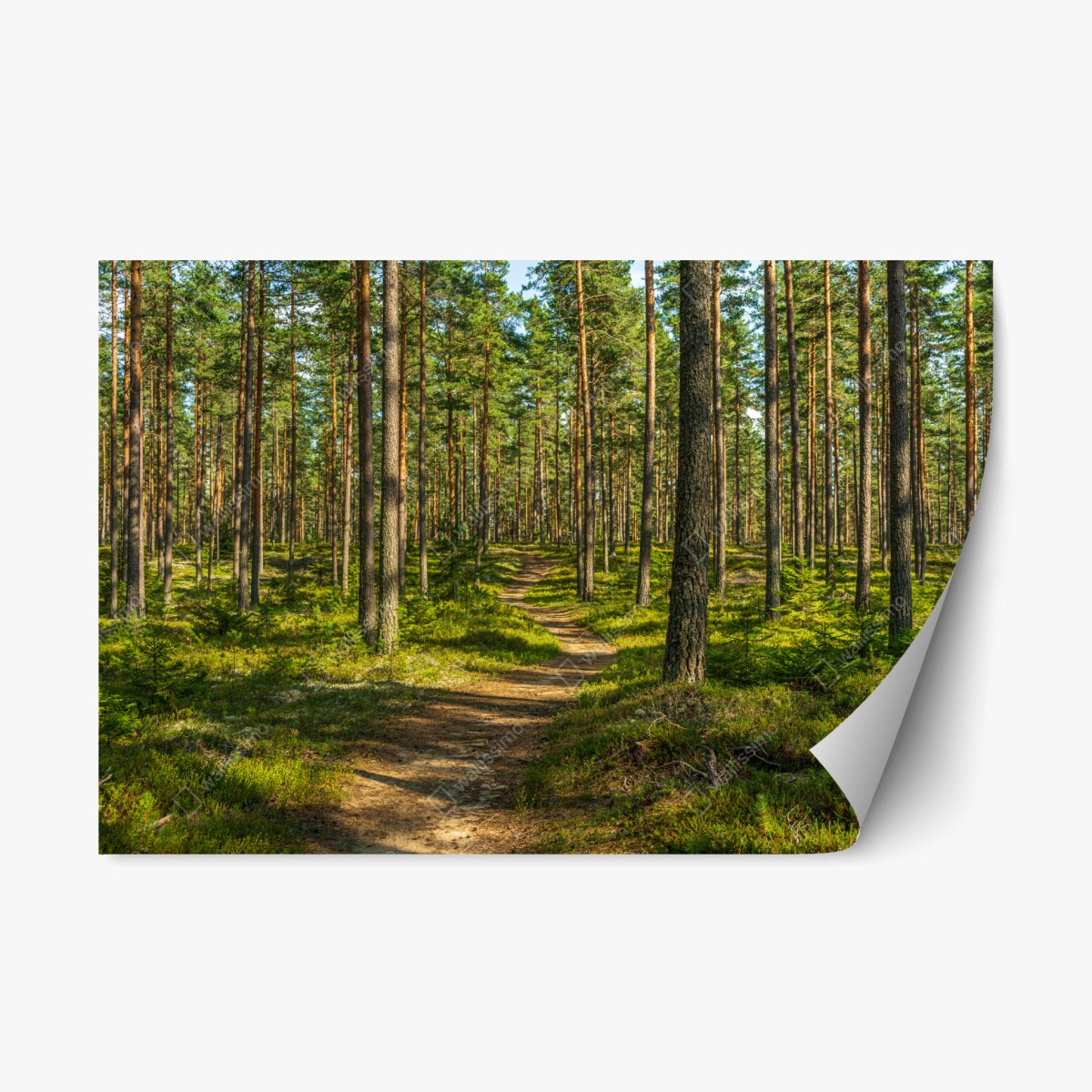 Naklejka repozycjonowalna słoneczna ścieżka w lesie sosnowym – Wallissimo®