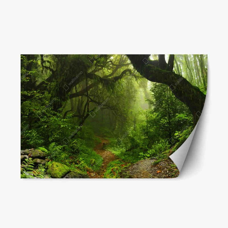 Naklejka repozycjonowalna zaczarowana mszysta ścieżka leśna