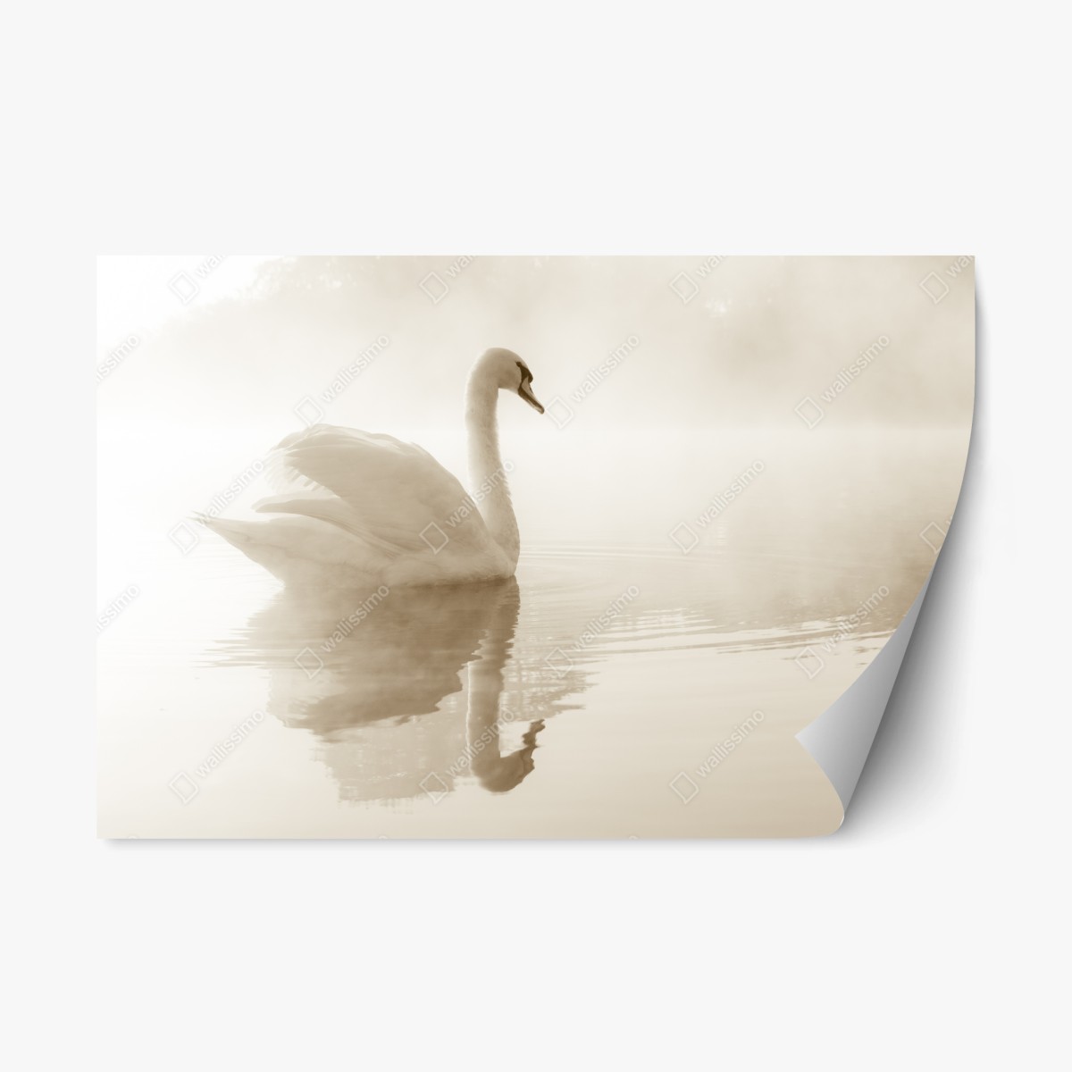 Naklejka repozycjonowalna elegancki łabędź we mgle – Wallissimo®