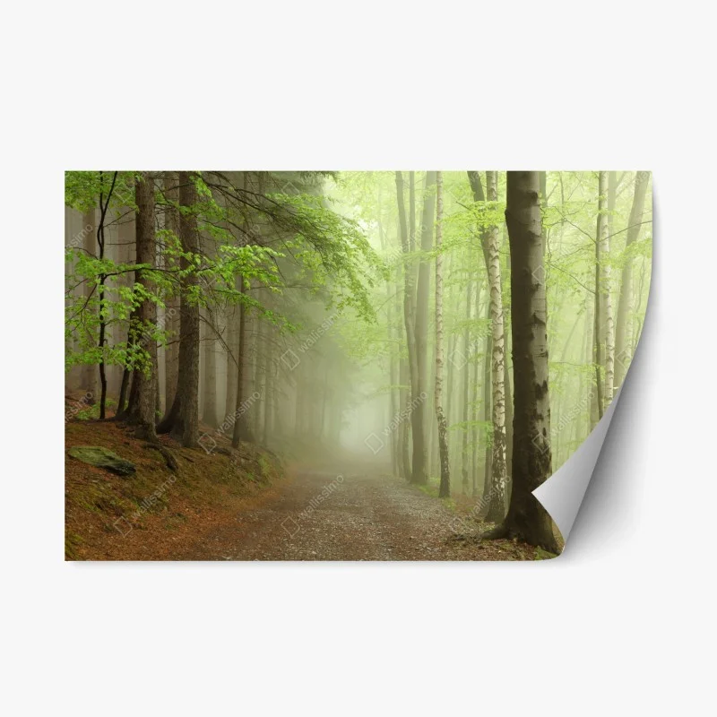 Naklejka repozycjonowalna mglisty leśny szlak