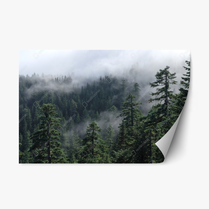 Naklejka repozycjonowalna mglisty widok lasu z Larch Mount, Oregon