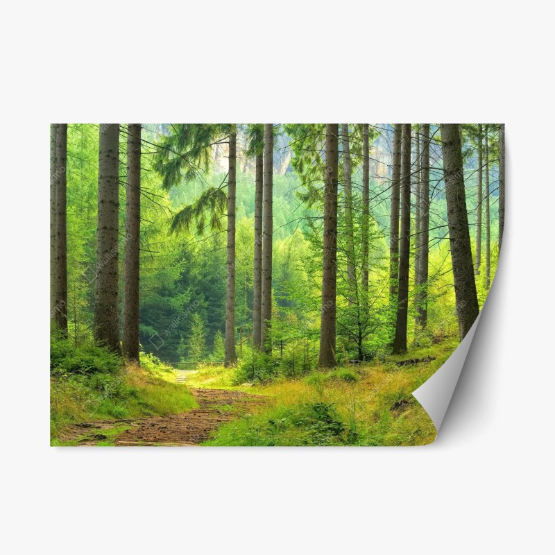 Naklejka repozycjonowalna słoneczna ścieżka leśna