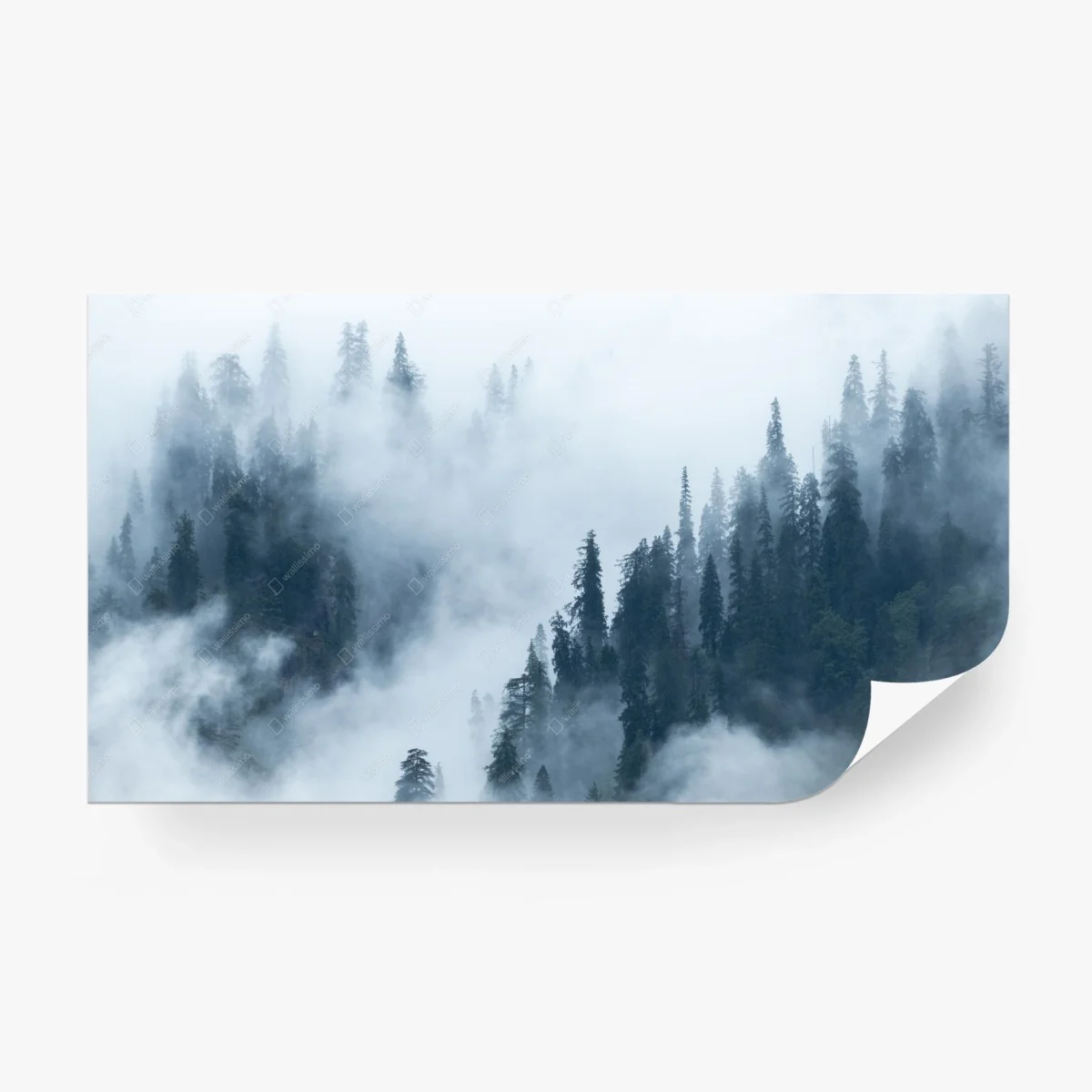 Fototapeta mglisty las sosnowy – Wallissimo® Fototapeta mglisty las sosnowy – Wallissimo®