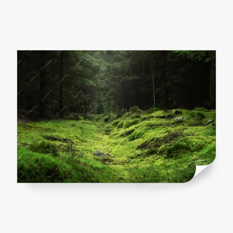 Fototapeta mchowy leśny szlak
