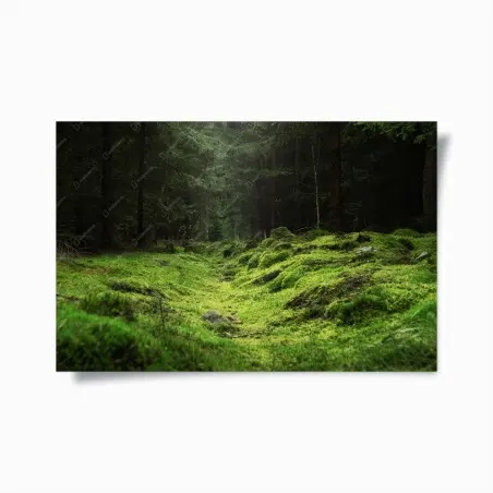 Plakat mchowy leśny szlak – Wallissimo®
