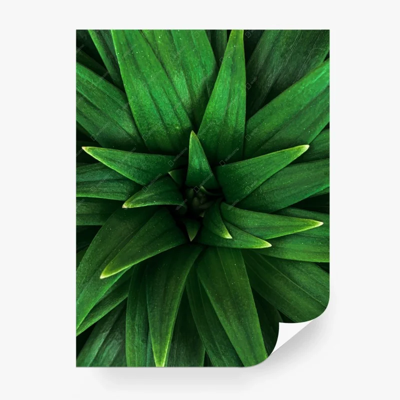 Fototapeta bujne zielone liście w spirali