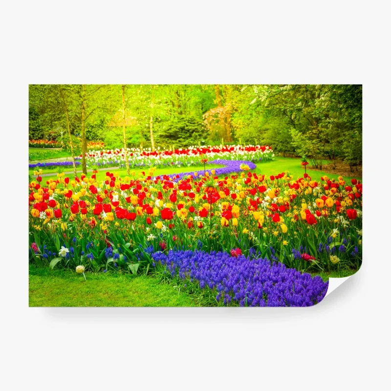 Fototapeta kolorowy wiosenny ogród tulipanów