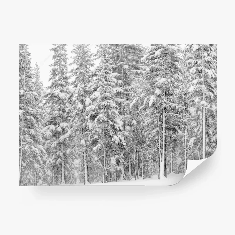 Fototapeta śnieżny las sosnowy zimą