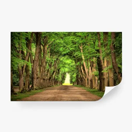 Fototapeta słoneczna aleja drzew – Wallissimo®
