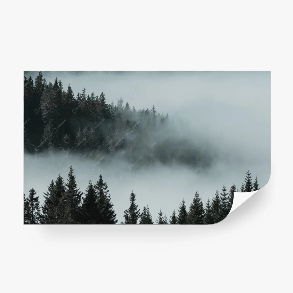 Fototapeta mglisty las sosnowy – Wallissimo® Fototapeta mglisty las sosnowy – Wallissimo®