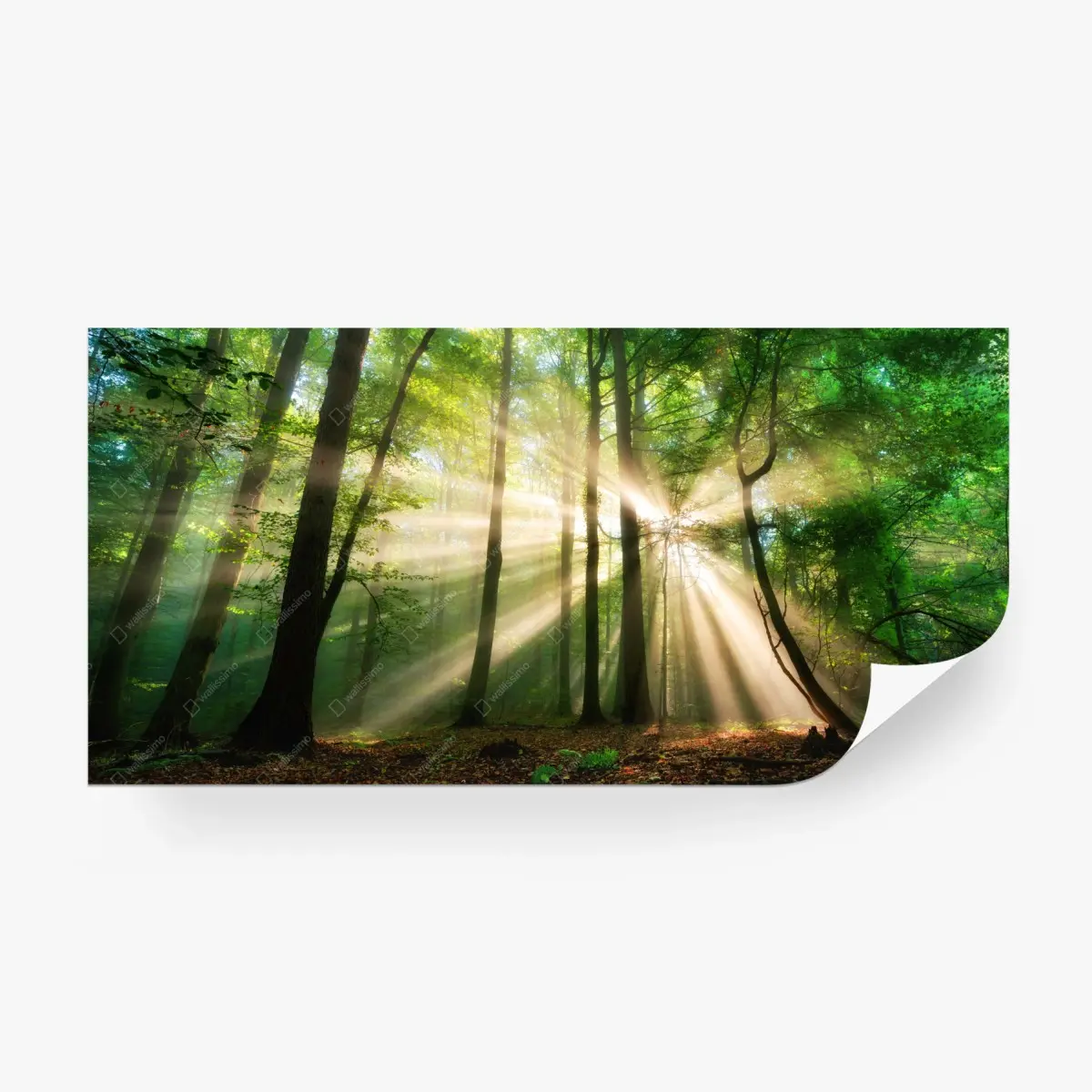 Fototapeta słoneczny las we mgle – Wallissimo®