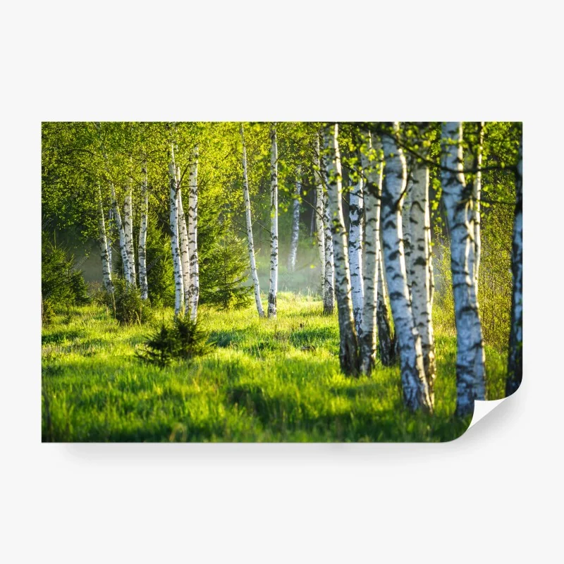 Fototapeta aleja brzóz w wiosennym świetle