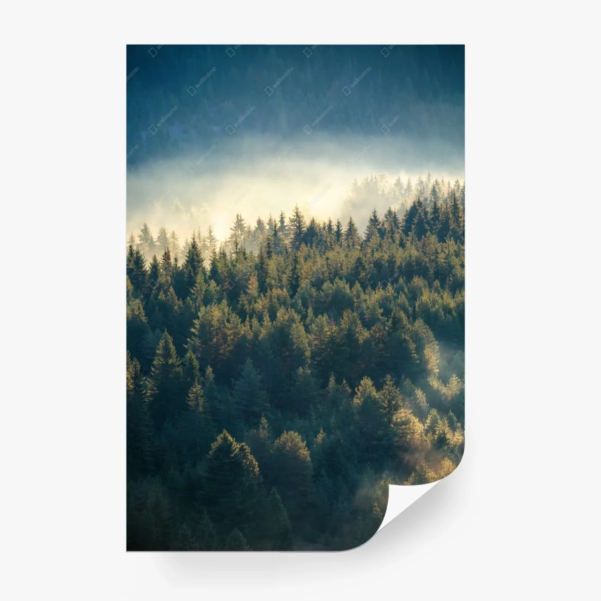 Fototapeta mglisty las sosnowy o świcie – Wallissimo® Fototapeta mglisty las sosnowy o świcie – Wallissimo®