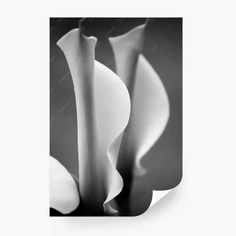 Fototapeta eleganckie kallie w monochromie
