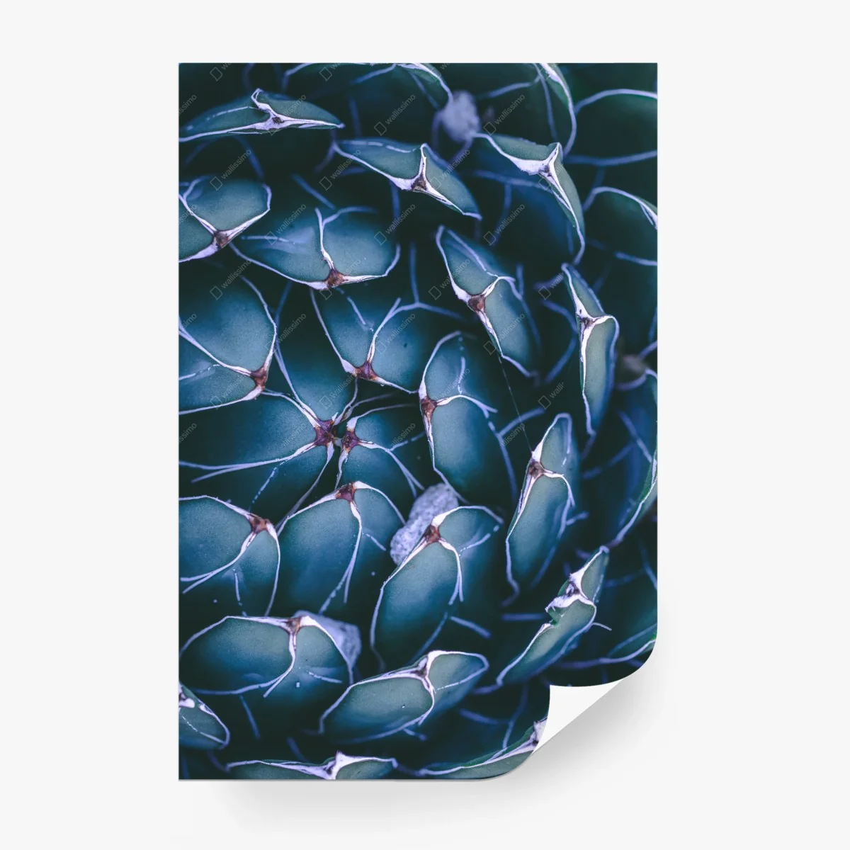 Fototapeta geometryczne zbliżenie sukulenta w turkusie – Wallissimo® Fototapeta geometryczne zbliżenie sukulenta w turkusie – Wallissimo®