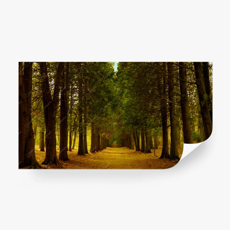 Fototapeta spokojna leśna aleja