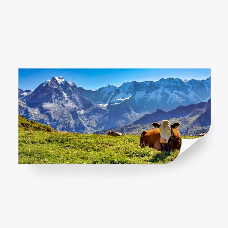 Fototapeta alpejska łąka z odpoczywającą krową