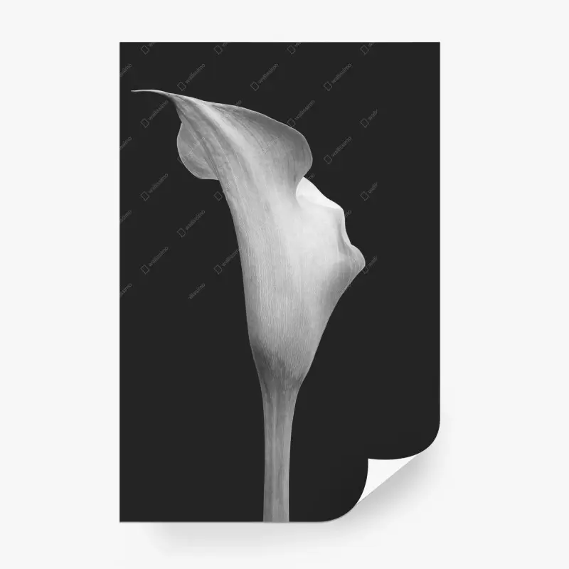 Fototapeta elegancka kalia w odcieniach szarości